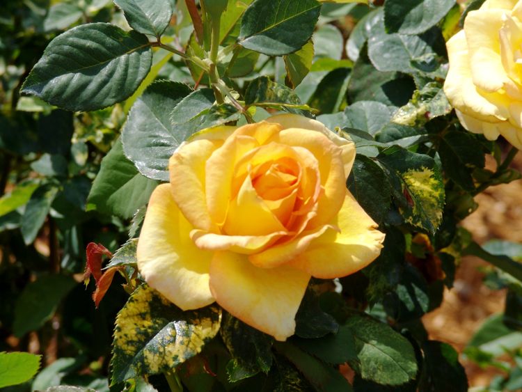 Flower-Garden-Festival-46