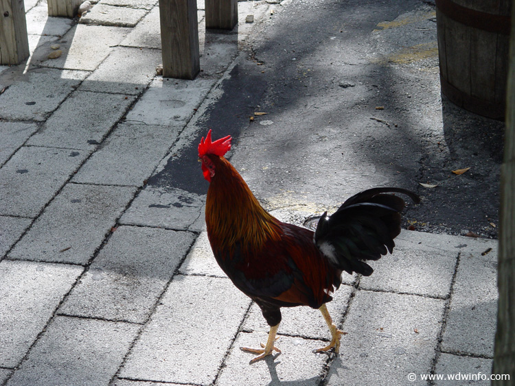 Key-West-04