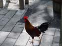 Key-West-04