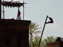 Indiana Jones Stunt_39