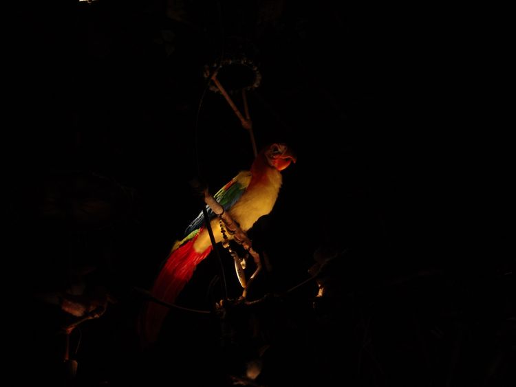 Adventureland-36