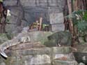 Adventureland - Jungle Cruise 03