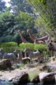 Adventureland - Jungle Cruise 10