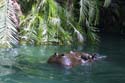 Adventureland - Jungle Cruise 13