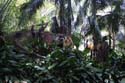 Adventureland - Jungle Cruise 14