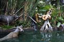 Adventureland - Jungle Cruise 15