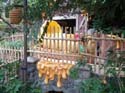 Critter-Country-24