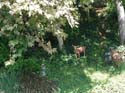 Frontierland-DL-31