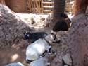Frontierland-DL-60