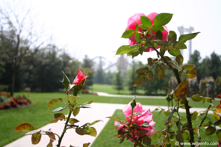 O Rose