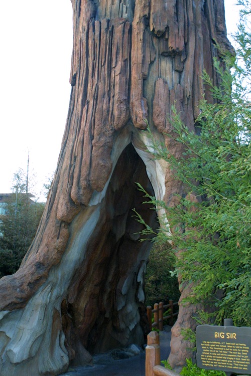 Redwood Creek Challenge Trail 1