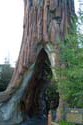 Redwood Creek Challenge Trail 1