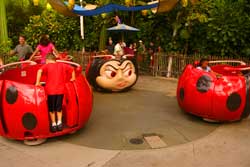 Francis' Lady bug Boogie