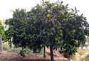 Bountiful Valley Farm_032