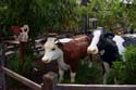 Bountiful Valley Farm_07