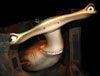 Laurie26739's Avatar