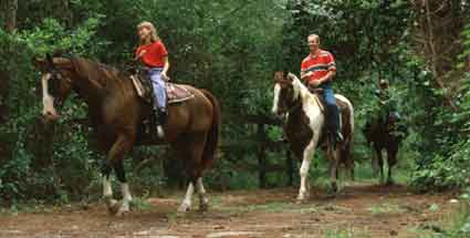 Walt Disney World Resort&reg; Horse-Drawn Excursions
