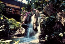Disney's Polynesian Resort