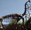 Disney&rsquo;s Animal Kingdom is 500 acres of exotic landscapes with 600 species of trees, 350 species of grasses and 1800 different shrubs, ferns, mosses vines and perennials.  More than 4 million plants, trees, grasses and shrubs were planted to create the jungle-like atmosphere in central Florida.