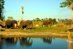 Animal Kingdom