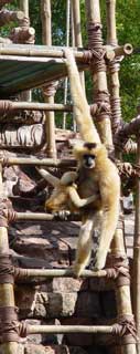Disney&rsquo;s Animal Kingdom is 500 acres of exotic landscapes with 600 species of trees, 350 species of grasses and 1800 different shrubs, ferns, mosses vines and perennials.  More than 4 million plants, trees, grasses and shrubs were planted to create the jungle-like atmosphere in central Florida.