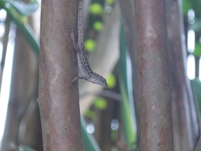 Lizards