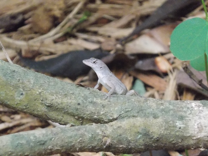 Lizards!
