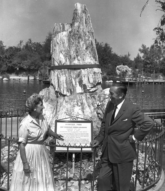 petrifiedtree-mr&mrsLARGE