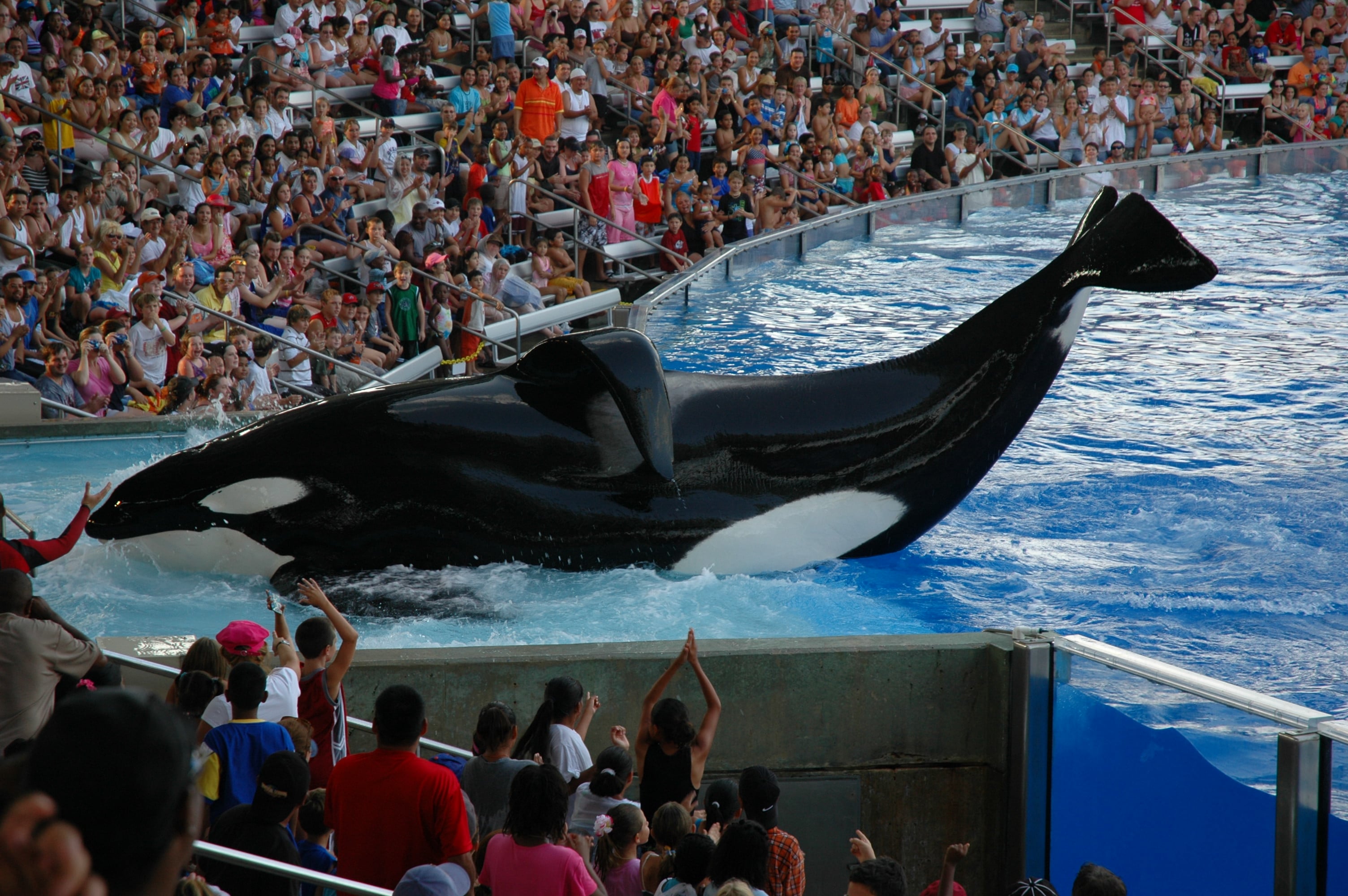 Shamu_Stadium_SeaWorld_Orlando_Florida