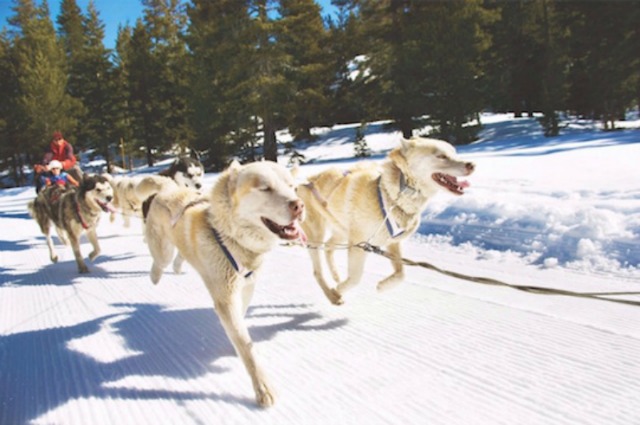 640 Dog Sled