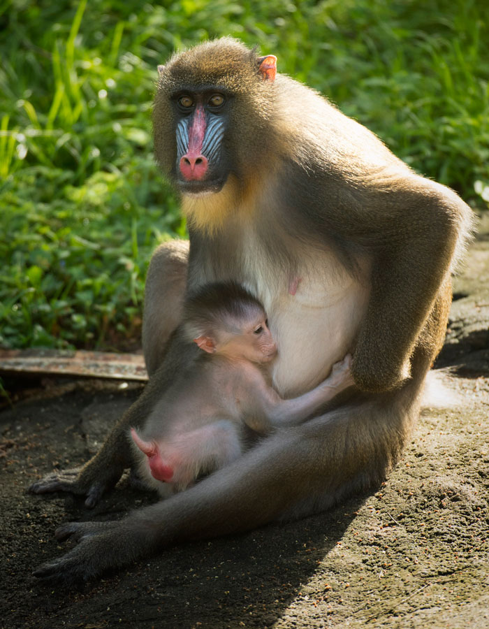 Mandrill02