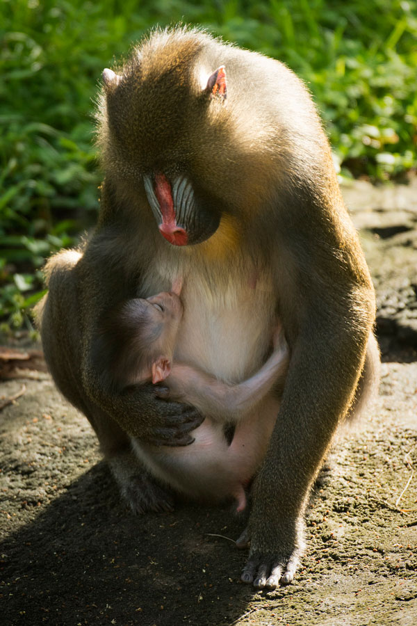 Mandrill03