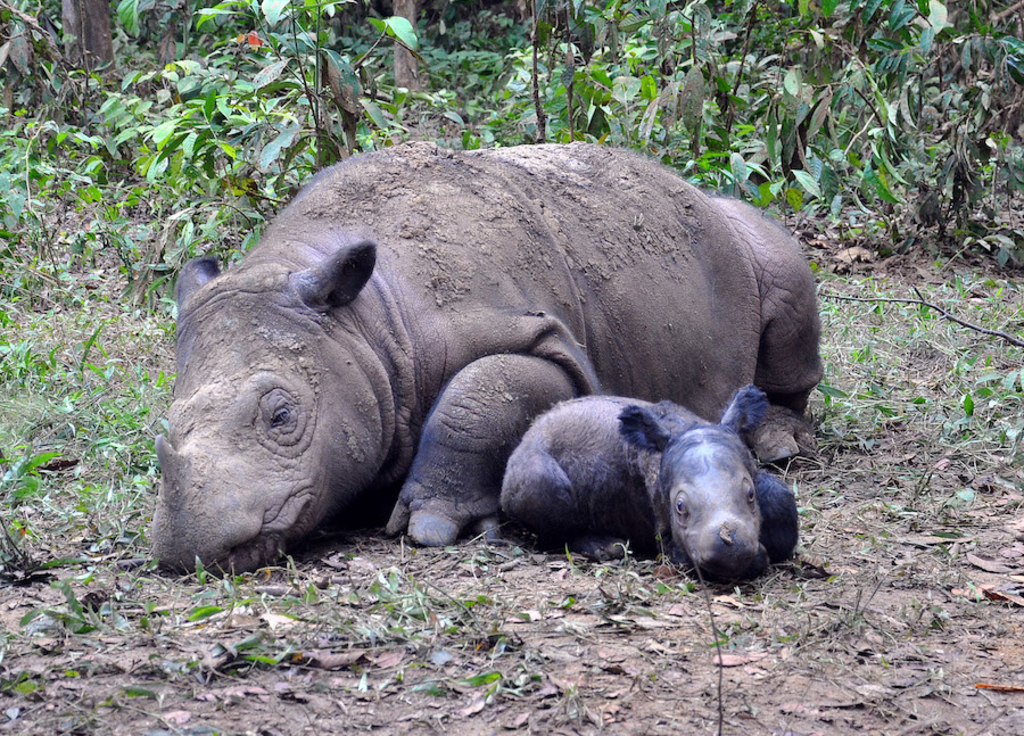 DCF Rhinos