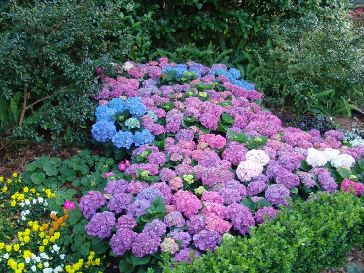 Flower-Garden-Festival-99o