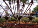 Flower-Garden-Festival-13
