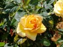 Flower-Garden-Festival-46