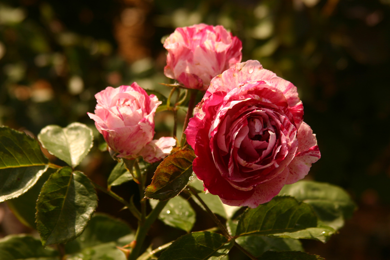 Rose-Garden-img_3100
