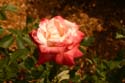 Rose-Garden-img_2996