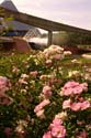 Rose-Garden-img_3053