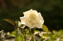 Rose-Garden-img_3103