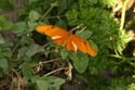 Rose-Garden-img_4992_6