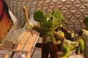 Topiaries-img_3553