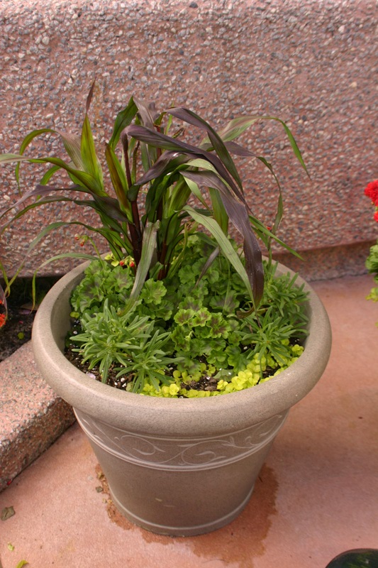 Flower-Garden-img_3437