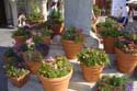 flower2 075