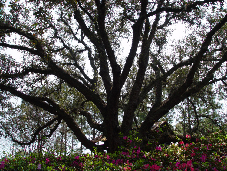 port-orleans-riverside-86