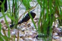 IMG_0334