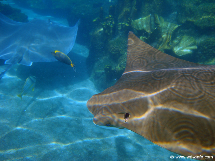 Coral-Reef-DSC02097