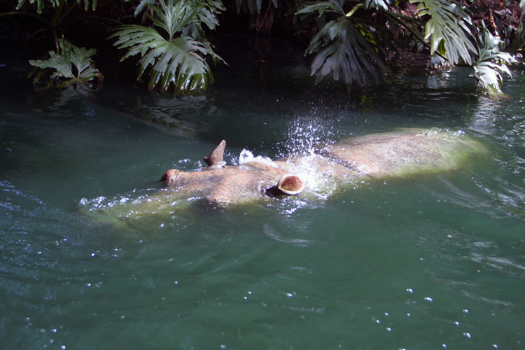 Adventureland - Jungle Cruise 12