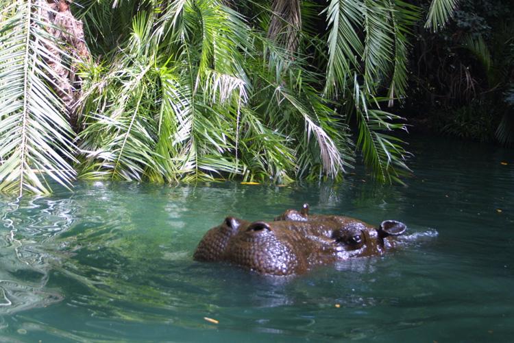 Adventureland - Jungle Cruise 13