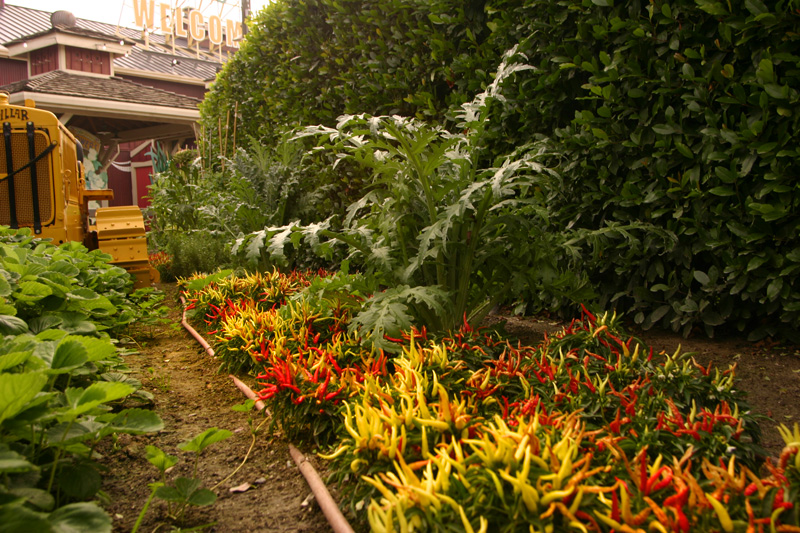 Bountiful Valley Farm_022